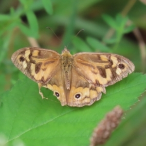 Heteronympha merope at Point Hut to Tharwa - 15 Jan 2024 01:23 PM