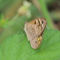 Heteronympha merope at Point Hut to Tharwa - 15 Jan 2024 01:23 PM