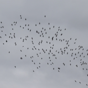 Phalacrocorax sulcirostris at Gordon, ACT - 15 Jan 2024