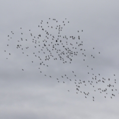 Phalacrocorax sulcirostris at Gordon, ACT - 15 Jan 2024