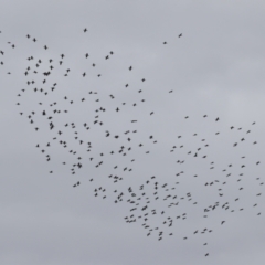 Phalacrocorax sulcirostris at Gordon, ACT - 15 Jan 2024