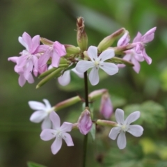 Saponaria officinalis (Soapwort, Bouncing Bet) at Point Hut to Tharwa - 15 Jan 2024 by RodDeb