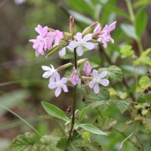 Saponaria officinalis at Point Hut to Tharwa - 15 Jan 2024