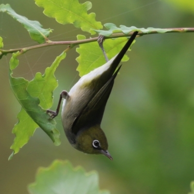 Zosterops lateralis (Silvereye) at Point Hut to Tharwa - 15 Jan 2024 by RodDeb