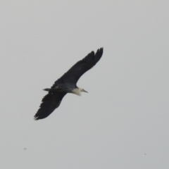 Ardea pacifica (White-necked Heron) at Point Hut to Tharwa - 15 Jan 2024 by RodDeb