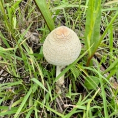 Macrolepiota sp. at Denman Prospect, ACT - 15 Jan 2024