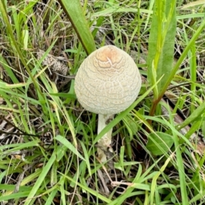 Macrolepiota sp. at Denman Prospect, ACT - 15 Jan 2024