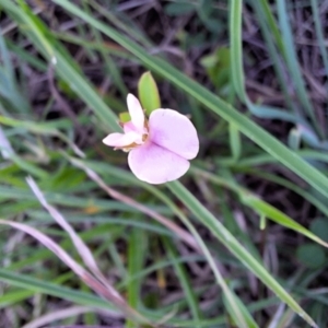 Grona varians at Franklin Grassland (FRA_5) - 13 Jan 2024 12:12 PM