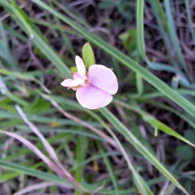 Grona varians (Slender Tick-Trefoil) at Franklin Grassland (FRA_5) - 13 Jan 2024 by JenniM