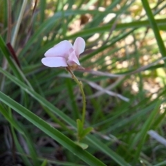 Grona varians at Franklin Grassland (FRA_5) - 13 Jan 2024