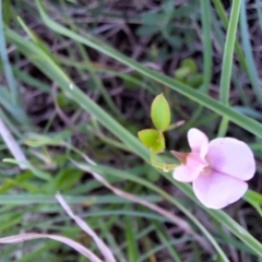 Grona varians at Franklin Grassland (FRA_5) - 13 Jan 2024 12:12 PM