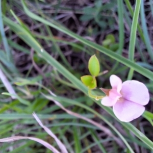 Grona varians at Franklin Grassland (FRA_5) - 13 Jan 2024 12:12 PM