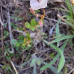 Grona varians at Franklin Grassland (FRA_5) - 13 Jan 2024 12:12 PM