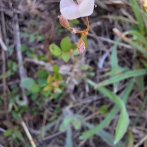 Grona varians at Franklin Grassland (FRA_5) - 13 Jan 2024 12:12 PM