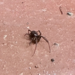 Steatoda grossa (Cupboard or Brown house spider) at Aranda, ACT - 13 Jan 2024 by KMcCue