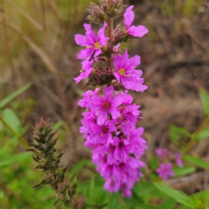 Lythrum salicaria at Anembo, NSW - 15 Jan 2024