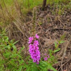 Lythrum salicaria at Anembo, NSW - 15 Jan 2024 04:48 PM