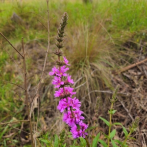 Lythrum salicaria at Anembo, NSW - 15 Jan 2024