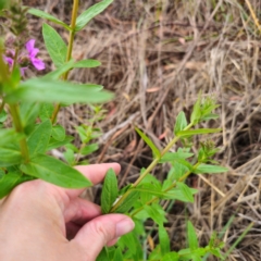 Lythrum salicaria at Anembo, NSW - 15 Jan 2024