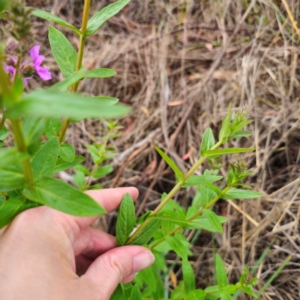 Lythrum salicaria at Anembo, NSW - 15 Jan 2024 04:48 PM