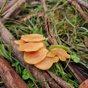 Rhodocollybia sp. at Tinderry, NSW - 15 Jan 2024 04:19 PM