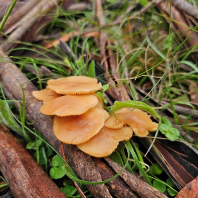 Rhodocollybia sp. at Tinderry, NSW - 15 Jan 2024 by Csteele4