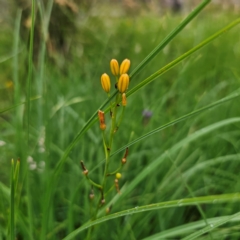 Bulbine bulbosa (Golden Lily) at Tinderry, NSW - 15 Jan 2024 by Csteele4