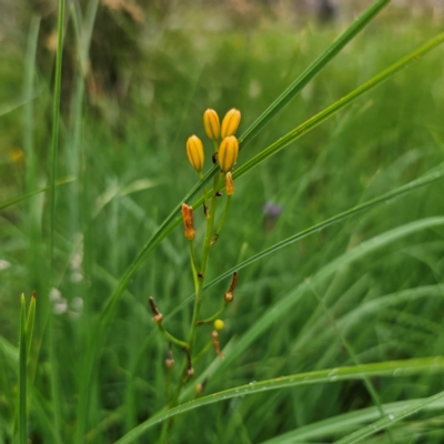 Bulbine bulbosa (Golden Lily) at Tinderry, NSW - 15 Jan 2024 by Csteele4