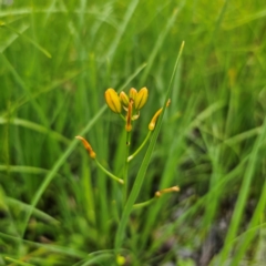 Bulbine bulbosa at Tinderry, NSW - 15 Jan 2024 04:17 PM