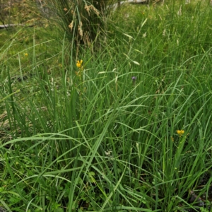 Bulbine bulbosa at Tinderry, NSW - 15 Jan 2024 04:17 PM