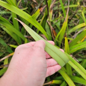 Dianella tasmanica at Tinderry, NSW - 15 Jan 2024