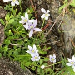 Isotoma fluviatilis subsp. australis (Swamp Isotome) at Phillip, ACT - 15 Jan 2024 by George