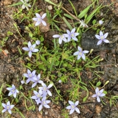 Isotoma fluviatilis subsp. australis at Phillip, ACT - 15 Jan 2024