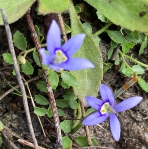 Isotoma fluviatilis subsp. australis at Phillip, ACT - 15 Jan 2024