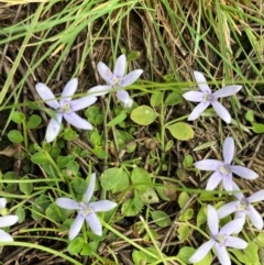 Isotoma fluviatilis subsp. australis at Phillip, ACT - 15 Jan 2024