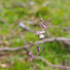 Arthropodium milleflorum at Tinderry, NSW - 15 Jan 2024