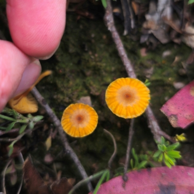 Unidentified Lichen at Tinderry, NSW - 15 Jan 2024 by Csteele4