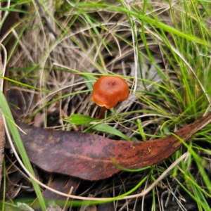 Laccaria sp. at Tinderry, NSW - 15 Jan 2024