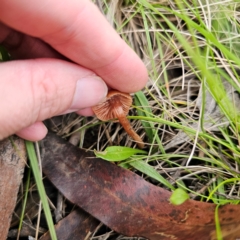 Laccaria sp. at Tinderry, NSW - 15 Jan 2024