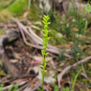 Microtis parviflora at Tinderry, NSW - suppressed