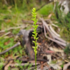 Microtis parviflora at Tinderry, NSW - suppressed