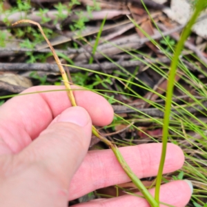 Microtis parviflora at Tinderry, NSW - suppressed