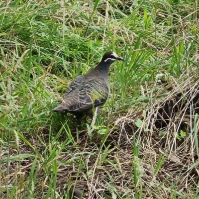 Phaps chalcoptera (Common Bronzewing) at Farrer Ridge - 14 Jan 2024 by Mike
