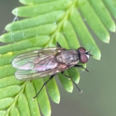 Anthomyiidae (family) (Anthomyiid fly) at Queanbeyan East, NSW - 15 Jan 2024 by Hejor1