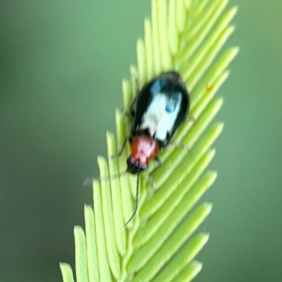 Adoxia benallae (Leaf beetle) at Queanbeyan East, NSW - 15 Jan 2024 by Hejor1