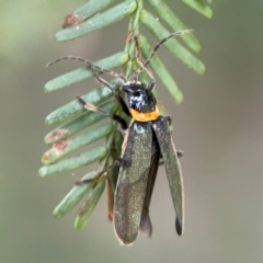 Chauliognathus lugubris at QPRC LGA - 15 Jan 2024