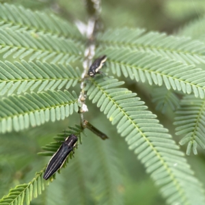 Agrilus hypoleucus at QPRC LGA - 15 Jan 2024