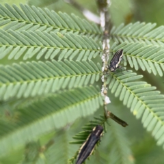 Agrilus hypoleucus at QPRC LGA - 15 Jan 2024