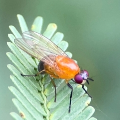 Rhagadolyra magnicornis at QPRC LGA - 15 Jan 2024