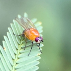 Rhagadolyra magnicornis at QPRC LGA - 15 Jan 2024